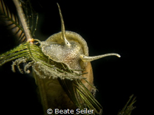 ear pond snail by Beate Seiler 